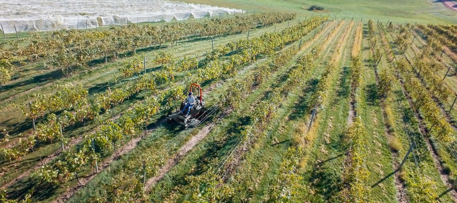 Altoz TRX in vinyard